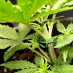 Black Runtz Automatic von Zamnesia seeds
