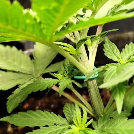 Black Runtz Automatic von Zamnesia seeds