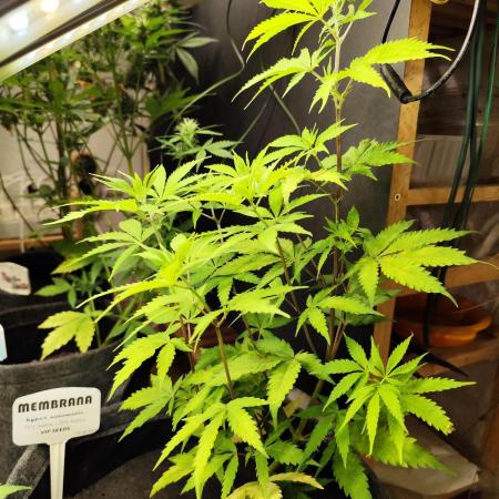 Membrana Hyper Autofem von VIP Seeds