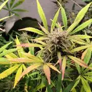 Orange Sherbet Auto von 2Fast4Buds