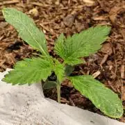 Cafe Racer Autoflower von Blimburn Seeds