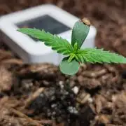 Gorilla Cookies Auto von 2Fast4Buds