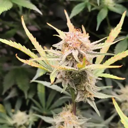 Gorilla Cookies Auto von 2Fast4Buds