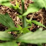 Blueberry Challenge Zammi / Sensi Seeds
