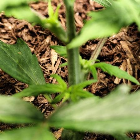 Blueberry Challenge Zammi / Sensi Seeds