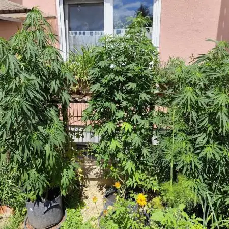 ROOTIES outdoor summer grow 2025