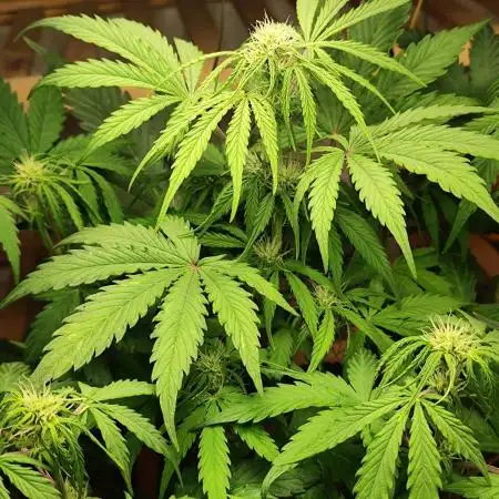 Green Gelato Automatic von Royal Queen Seeds