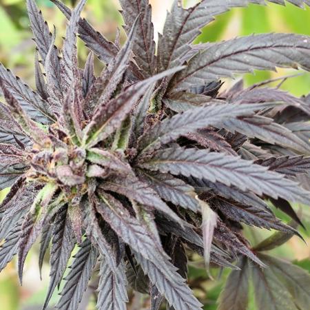 ROOTIES outdoor summer grow 2025