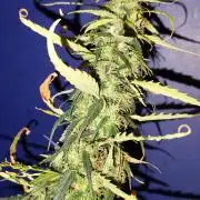 Herbstanbau Indoor CBD Auto 20:1