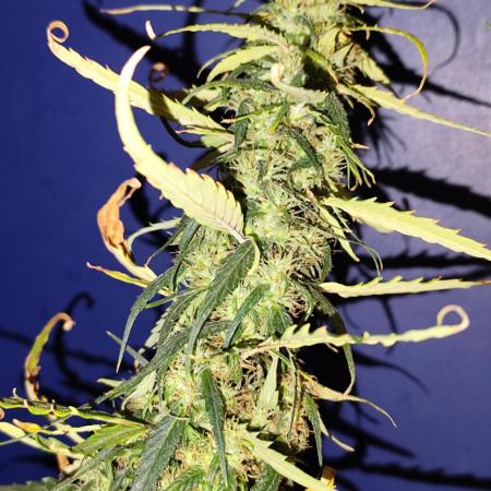 Herbstanbau Indoor CBD Auto 20:1