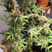 Rainbow Sherbet Automatic von Zamnesia