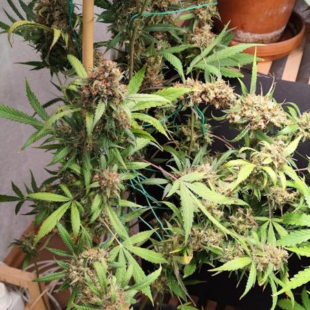 Rainbow Sherbet Automatic von Zamnesia