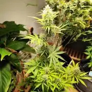 Black Runtz Automatic von Zamnesia seeds