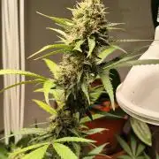 Rainbow Sherbet Automatic von Zamnesia