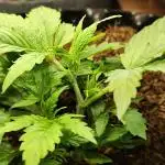 Tangerine Dream Automatic von Zamnesia