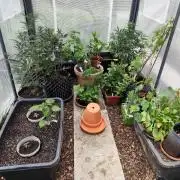 Greenhouse Summer Outdoor Grow 2026