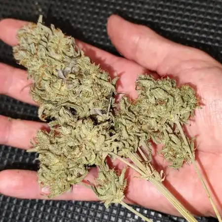 Orion F1 Automatic von Royal Queen Seeds