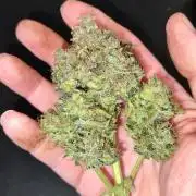 Gorilla Cookies Auto von 2Fast4Buds