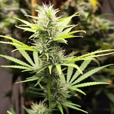 Black Runtz Automatic von Zamnesia seeds