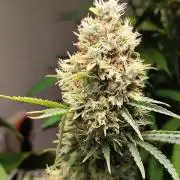 Black Runtz Automatic von Zamnesia seeds