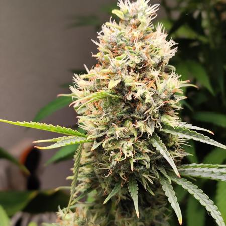 Black Runtz Automatic von Zamnesia seeds