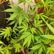 Membrana Hyper Autofem von VIP Seeds