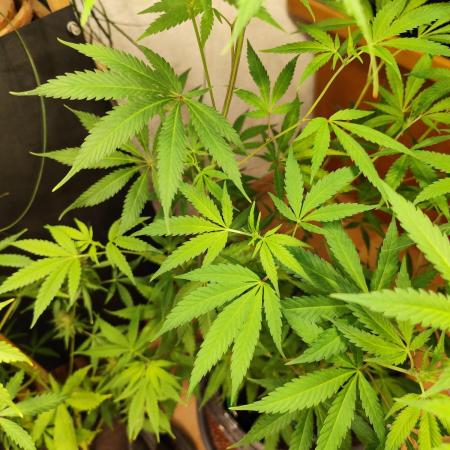 Membrana Hyper Autofem von VIP Seeds