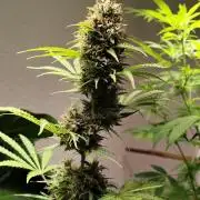 Black Runtz Automatic von Zamnesia seeds