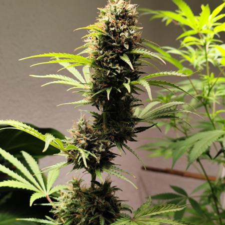 Black Runtz Automatic von Zamnesia seeds