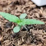 Glue Gelato Auto Strain by Barneys Farm