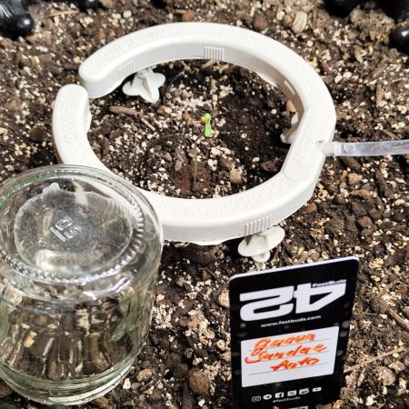 Guava Sundae Automatic Von 2Fast4Buds