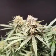 Orion F1 Automatic von Royal Queen Seeds