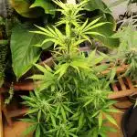 Black Runtz Automatic von Zamnesia seeds