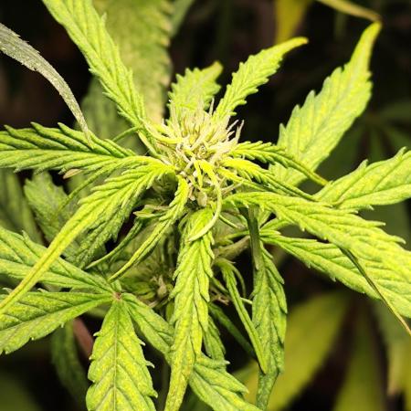 Blueberry Challenge Zammi / Sensi Seeds