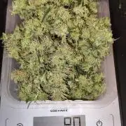 Tangerine Dream Automatic von Zamnesia