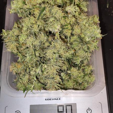 Tangerine Dream Automatic von Zamnesia