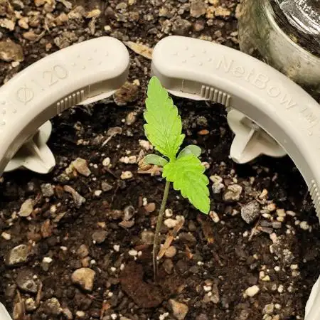 Delicious's Critical Neville Haze Auto