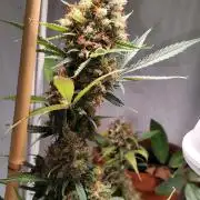 Rainbow Sherbet Automatic von Zamnesia