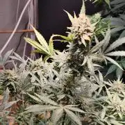 Z-Up Automatic von FastBuds