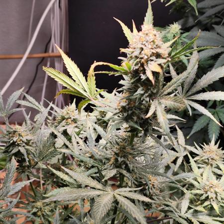 Z-Up Automatic von FastBuds