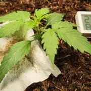 Glue Gelato Auto Strain by Barneys Farm