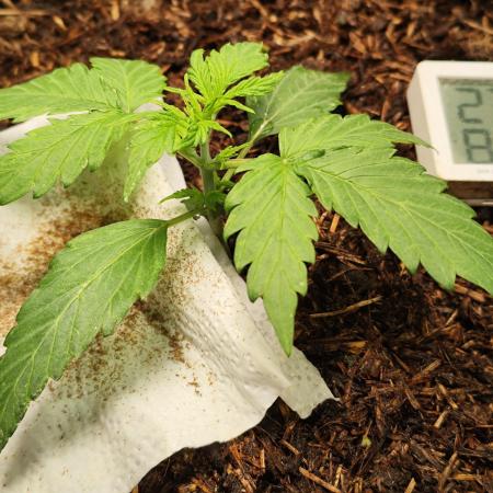 Glue Gelato Auto Strain by Barneys Farm