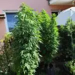 ROOTIES outdoor summer grow 2025
