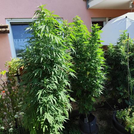ROOTIES outdoor summer grow 2025