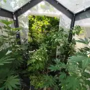 Greenhouse Summer Outdoor Grow 2026