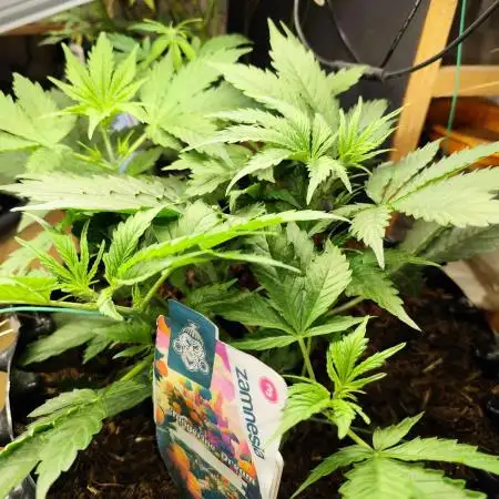 Tangerine Dream Automatic von Zamnesia