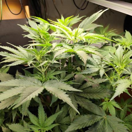 Tangerine Dream Automatic von Zamnesia