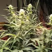 Tangerine Dream Automatic von Zamnesia