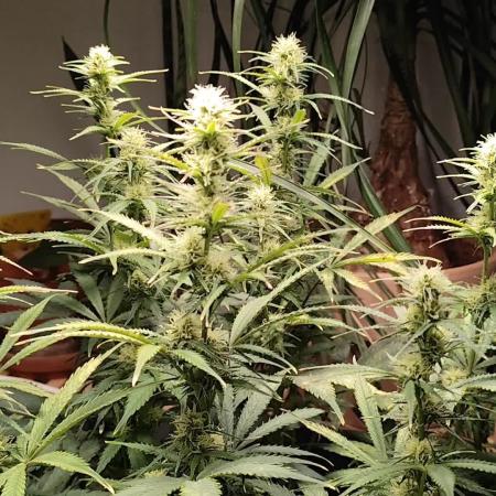 Tangerine Dream Automatic von Zamnesia