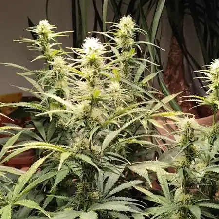 Tangerine Dream Automatic von Zamnesia